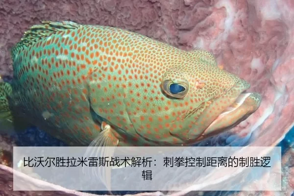 比沃尔胜拉米雷斯战术解析：刺拳控制距离的制胜逻辑